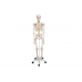 model szkieletu człowieka standard - 3b smart anatomy kat.1020171 a10 3b scientific modele anatomiczne 3